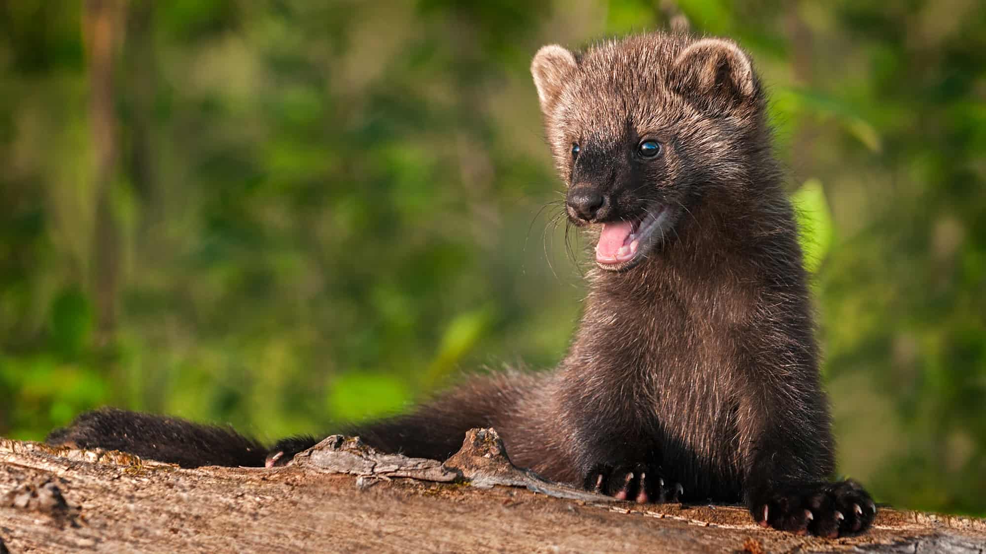 A fluffy Pacific fisher kit sits on a log, looking to the side with its mouth open as if mid-chirp, surrounded by lush green forest in soft focus.