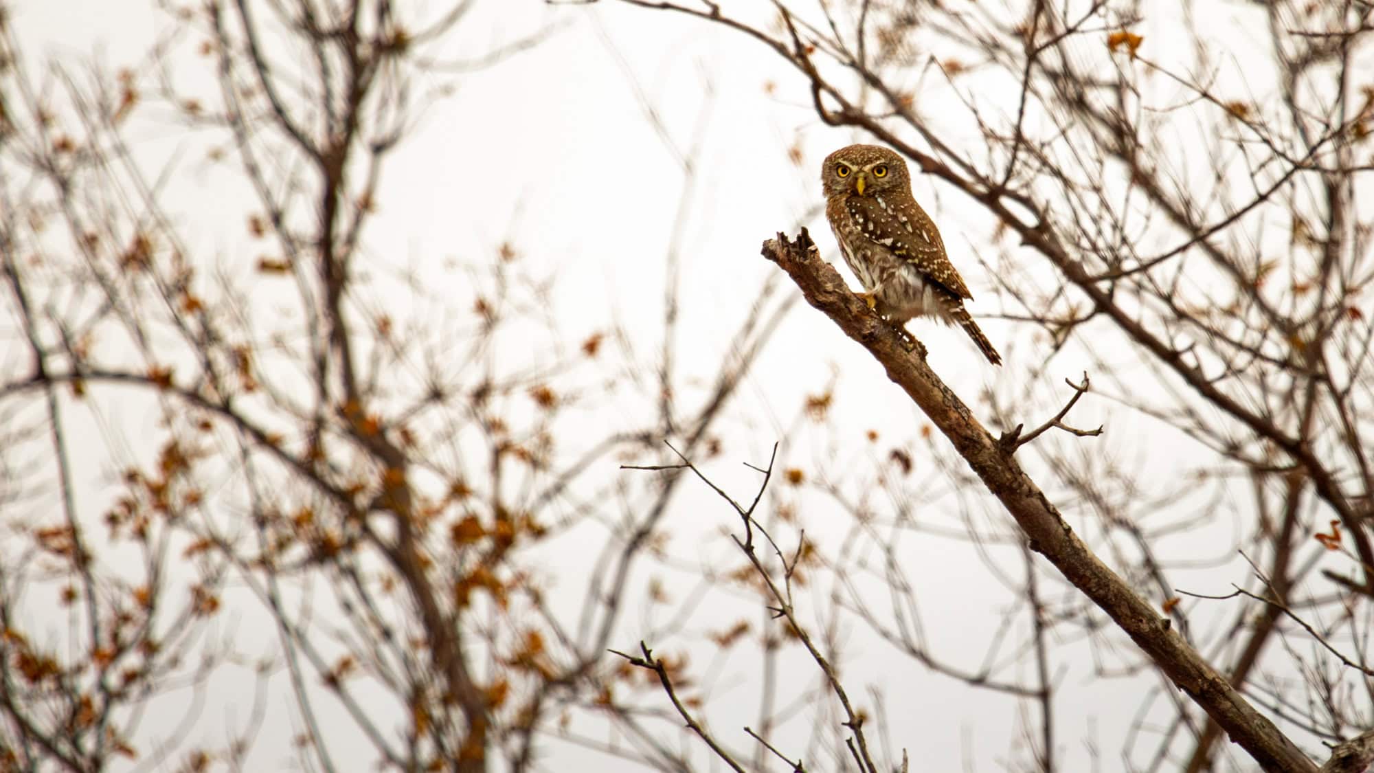 A pearl-spotted owlet, small with rounded head and white-speckled brown feathers, perches on a bare tree branch with autumn-colored leaves.