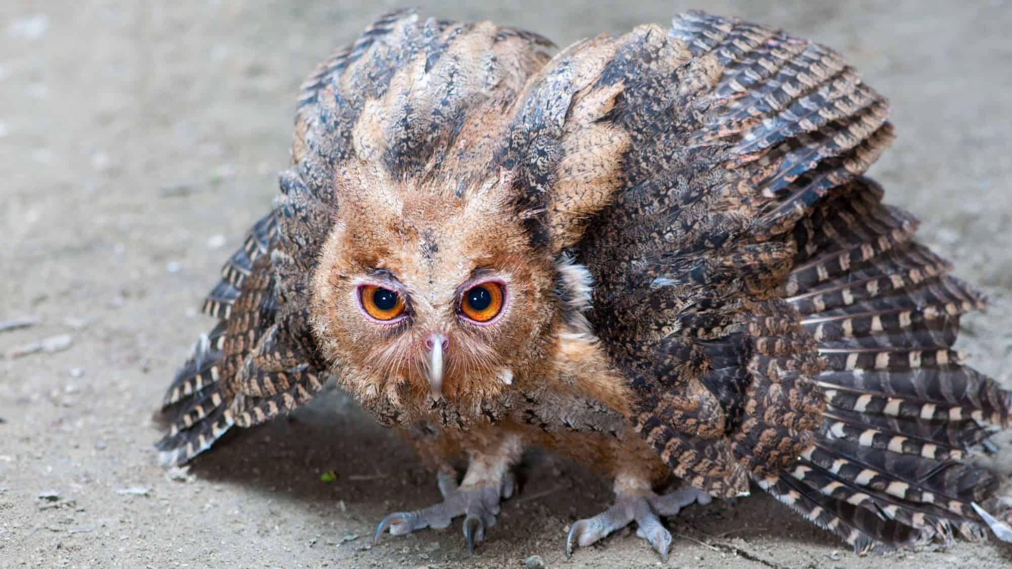 A fluffy Philippine eagle-owl crouches low on the ground with wings fanned out, staring intensely with striking orange eyes and a serious expression.