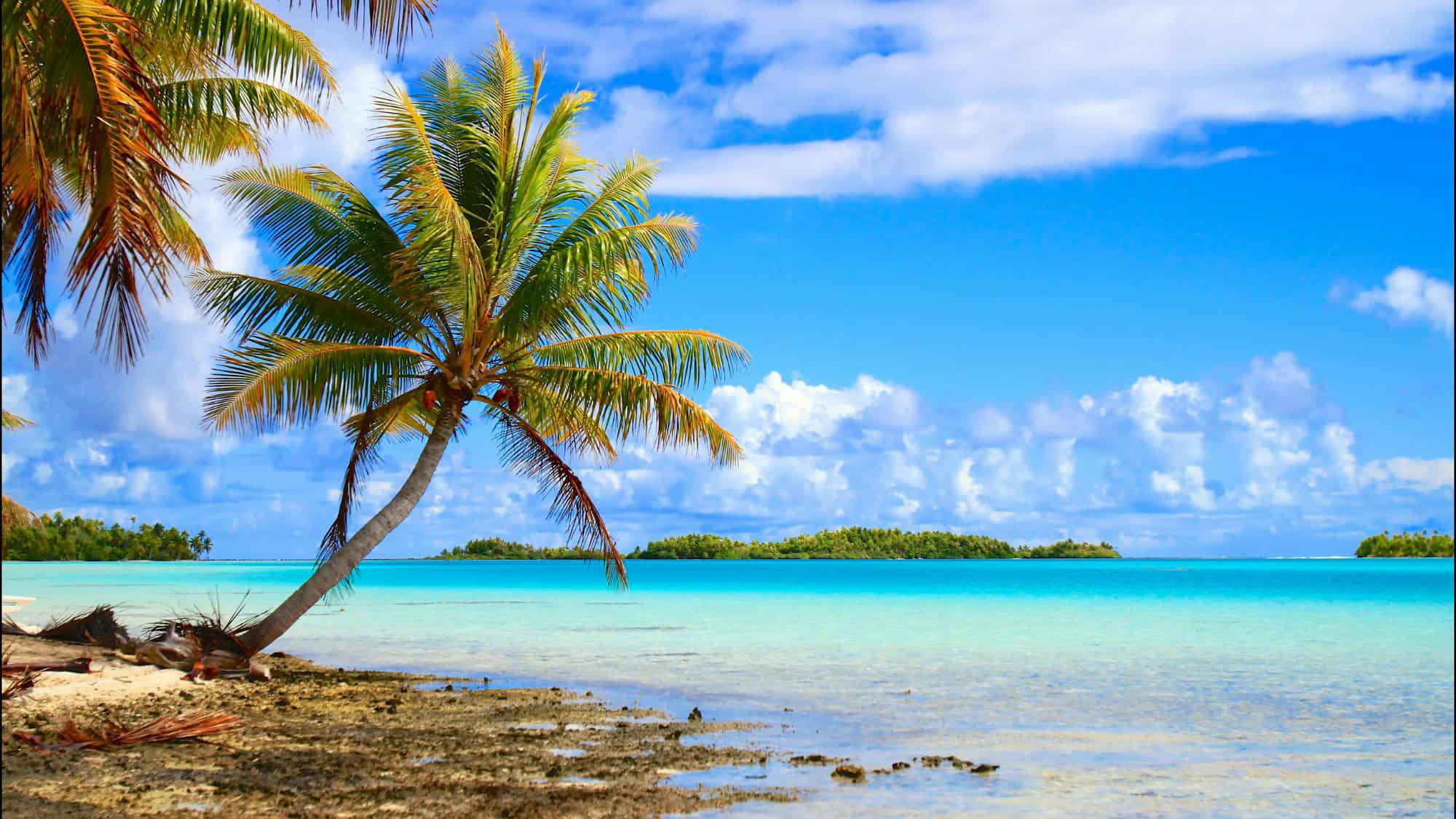 A serene tropical beach scene on Rangiroa in French Polynesia, with crystal-clear turquoise water, palm trees leaning over the shore, and distant islets on the horizon.