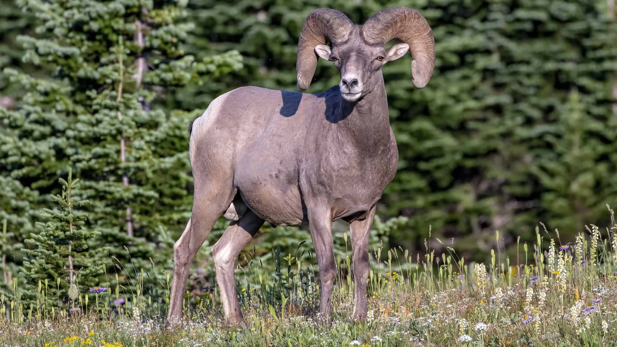 A Sierra Nevada bighorn sheep stands alert in a wildflower-dotted alpine meadow, with massive curled horns and a dense forest of evergreens behind it.