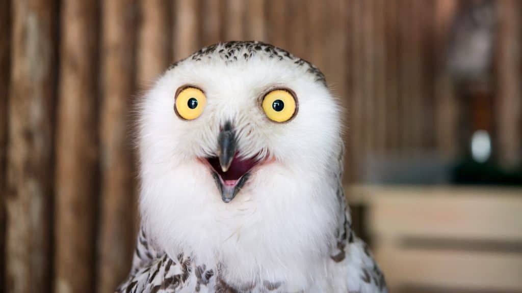A snowy owl with brilliant yellow eyes and open beak appears to be caught mid-expression, its white feathers dappled with dark spots in front of a soft-focus wooden background.