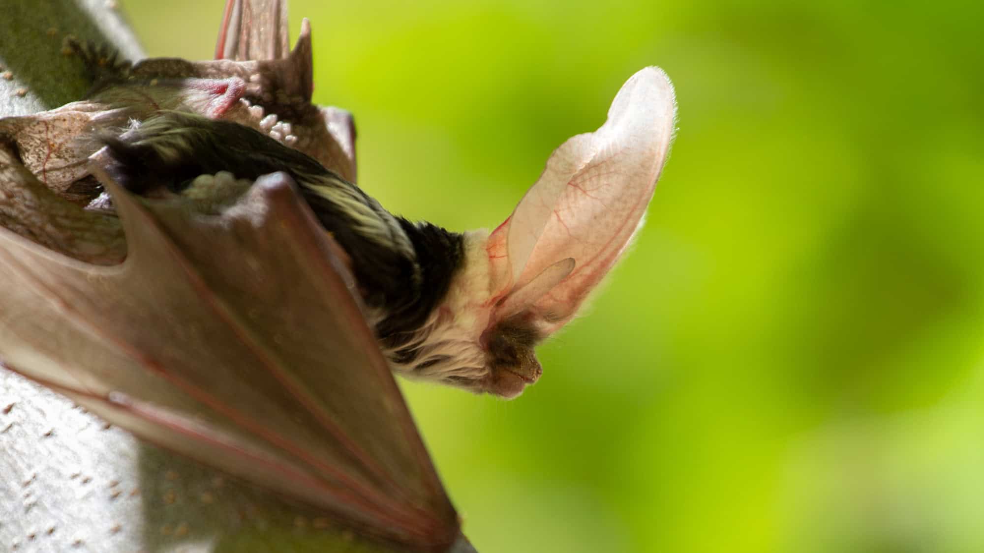 A dramatic close-up of a spotted bat hanging upside down, showing its large translucent pink ears and veined wing stretched beside its furry face.