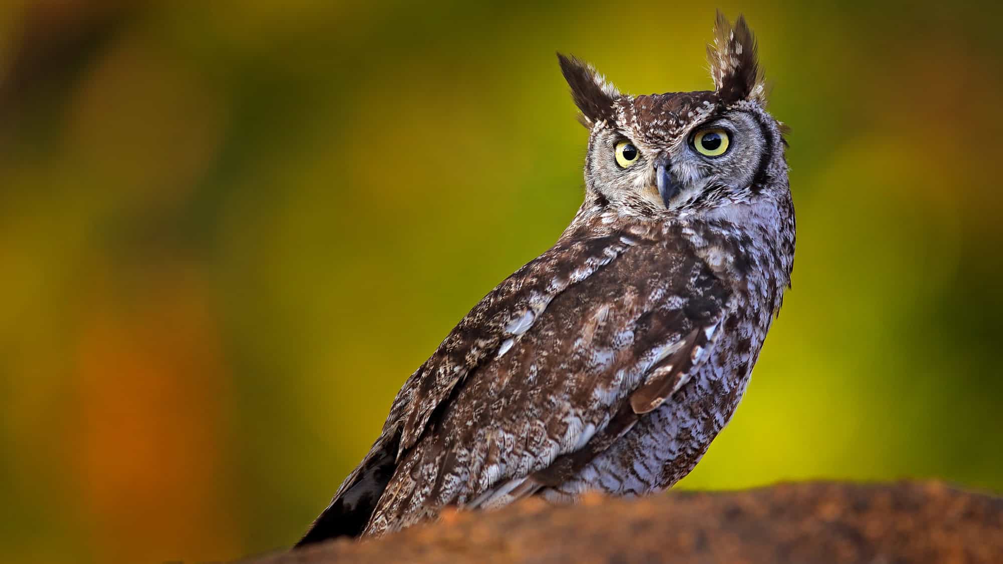 A spotted eagle-owl with mottled brown and white feathers and upright ear tufts perches on a rock, staring alertly with yellow eyes against a soft, blurred background.