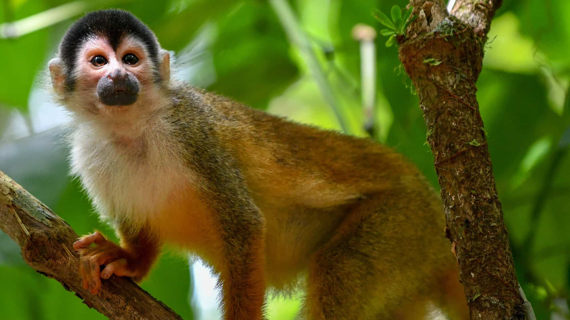 A single squirrel monkey with a curious expression and distinctive black-and-white facial markings clings to a branch in the lush Corcovado rainforest.