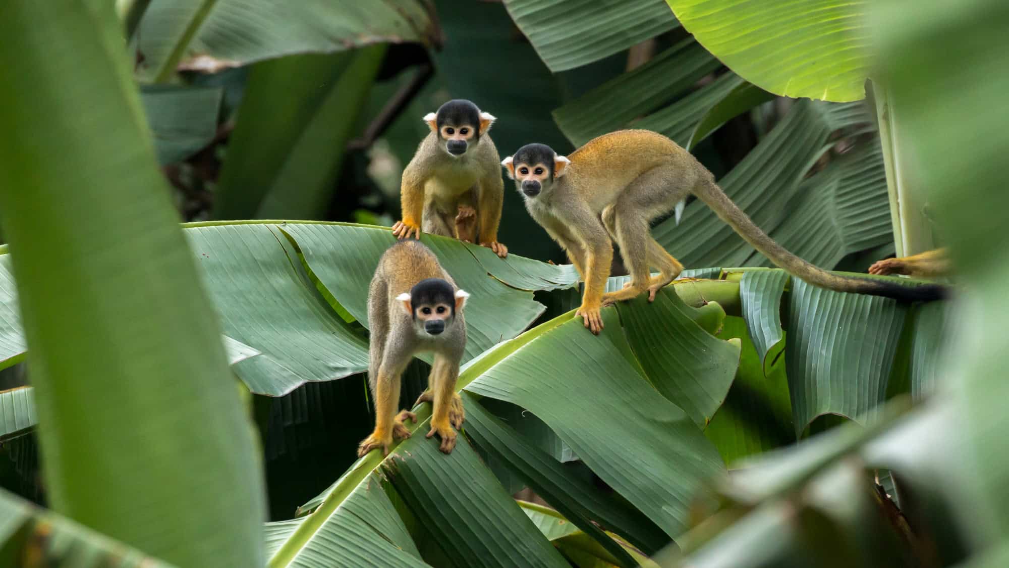 Three squirrel monkeys with yellow limbs and black-and-white faces balance nimbly on large green leaves in the tropical canopy of Manu National Park