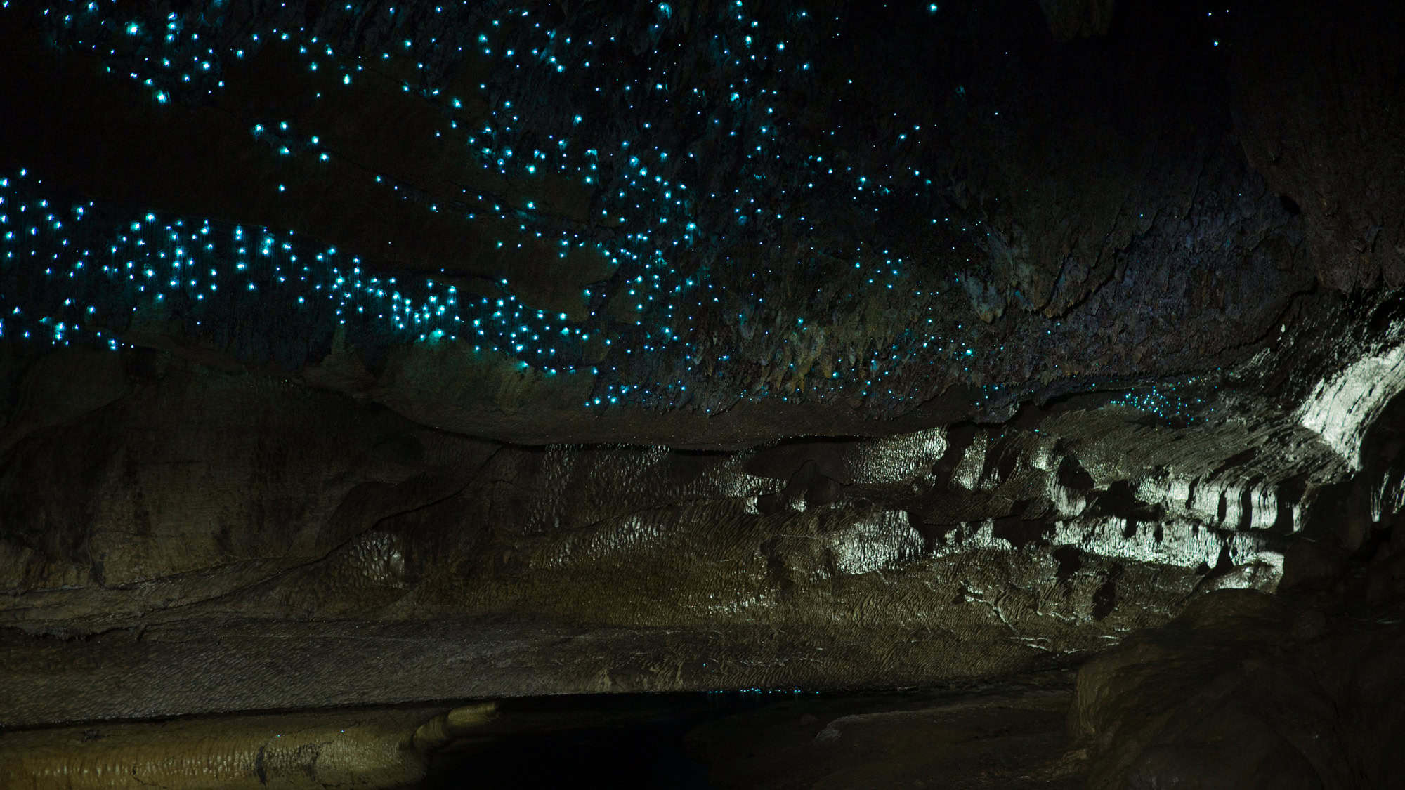 An expansive shot of a cave ceiling dotted with clusters of tiny, twinkling blue glowworms resembling a starry night sky above a cavernous space.