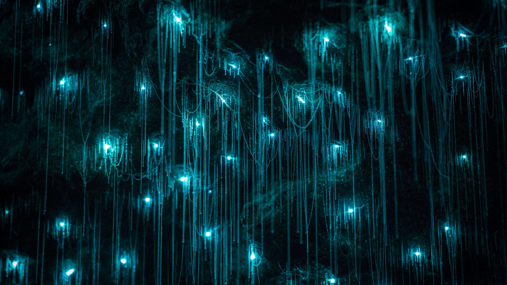 A mesmerizing close-up view of glowing blue threads suspended in a dark cave, created by glowworms emitting bioluminescent light to attract prey.