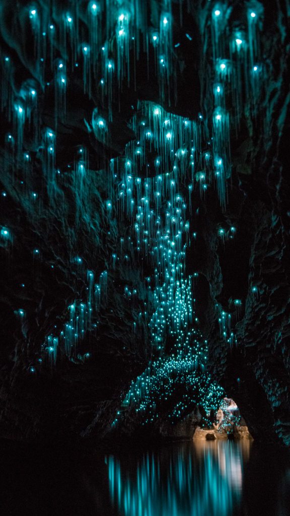 A breathtaking view inside the Waitomo Caves showing thousands of blue glowworms illuminating the ceiling, with their light reflecting off the still water below.