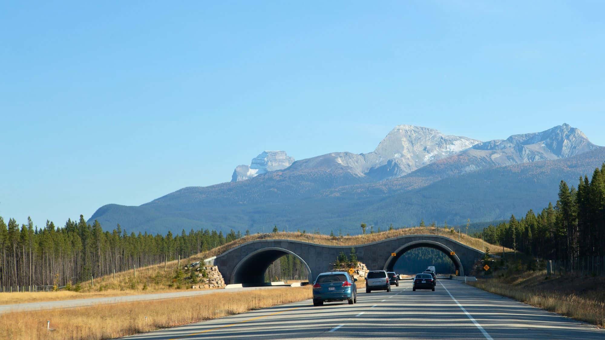Cars drive along a highway beneath twin wildlife overpasses in Banff National Park, with rugged, snow-dusted Rocky Mountains rising in the background.