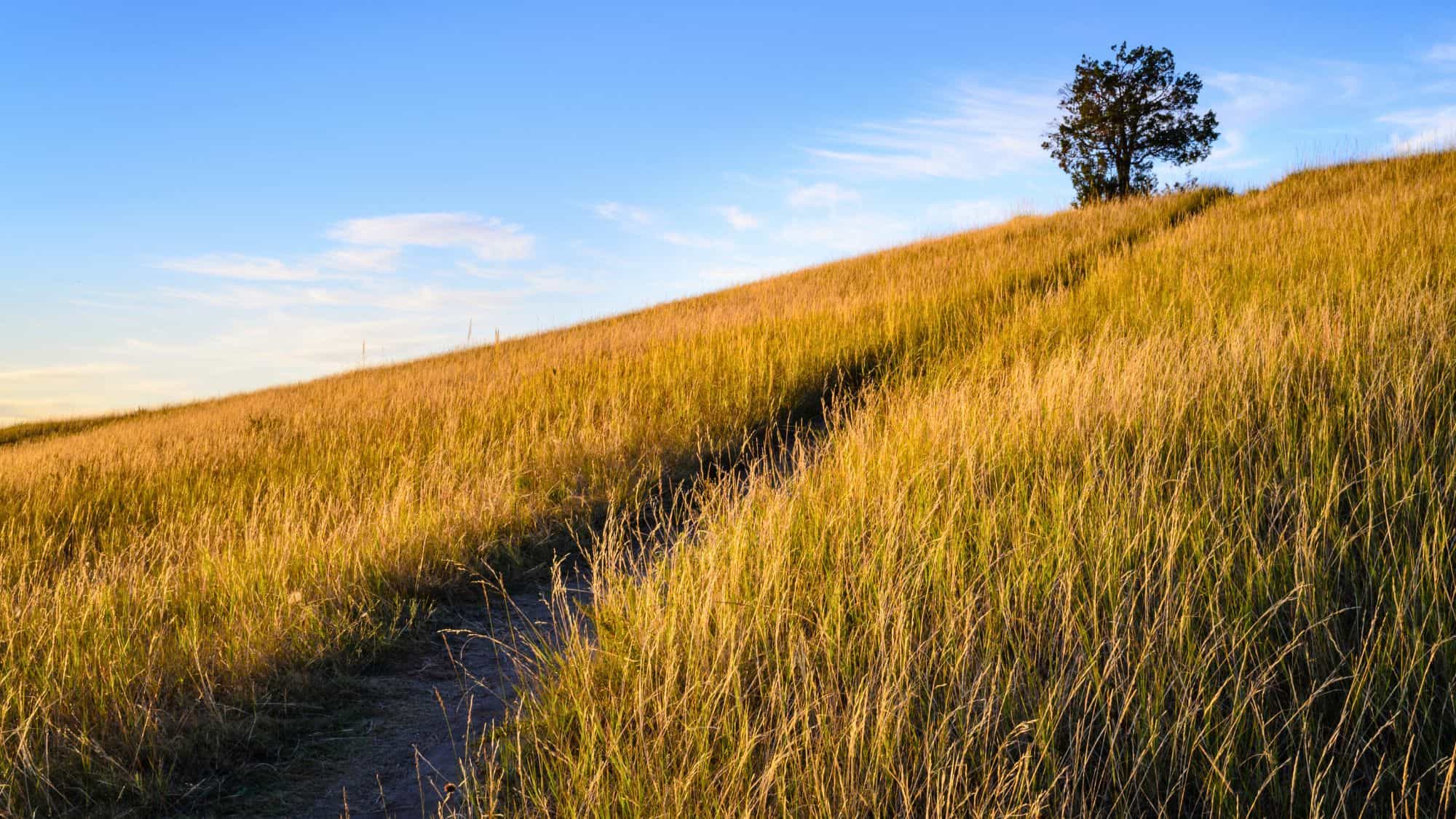 A golden hillside glows under a blue sky at sunset, with a narrow dirt path weaving through tall prairie grasses toward a lone tree standing near the top.
