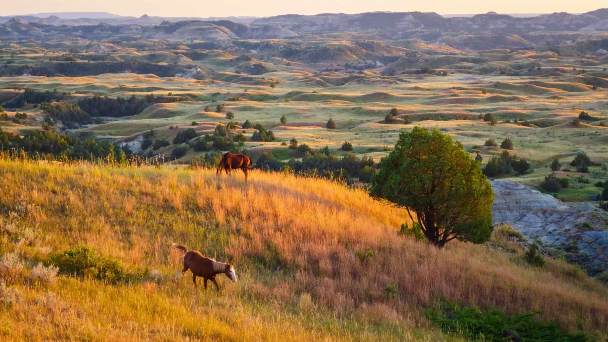 Two wild horses graze peacefully on a hill covered in golden grasses, overlooking a rolling expanse of lush valleys and layered ridges at sunset.