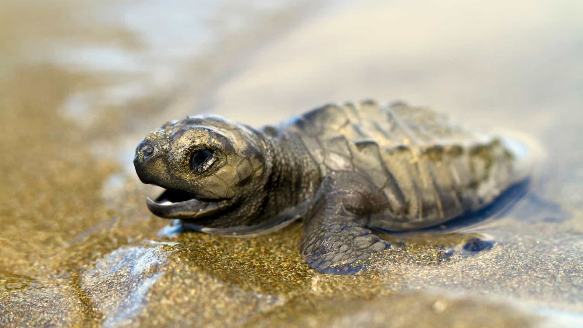 A close-up of a tiny Olive Ridley sea turtle hatchling crawling across wet sand, its head slightly raised and mouth slightly open.