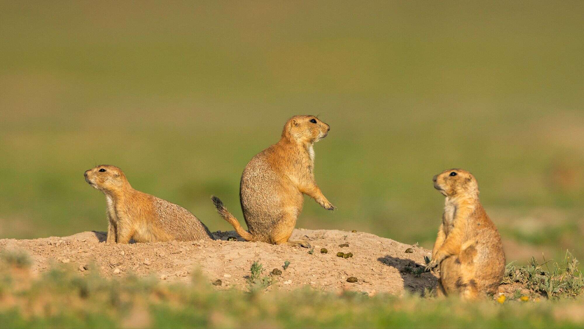 Three prairie dogs stand alert on a dirt mound in an open field, with one standing upright while the others crouch and gaze across the grassy plain.