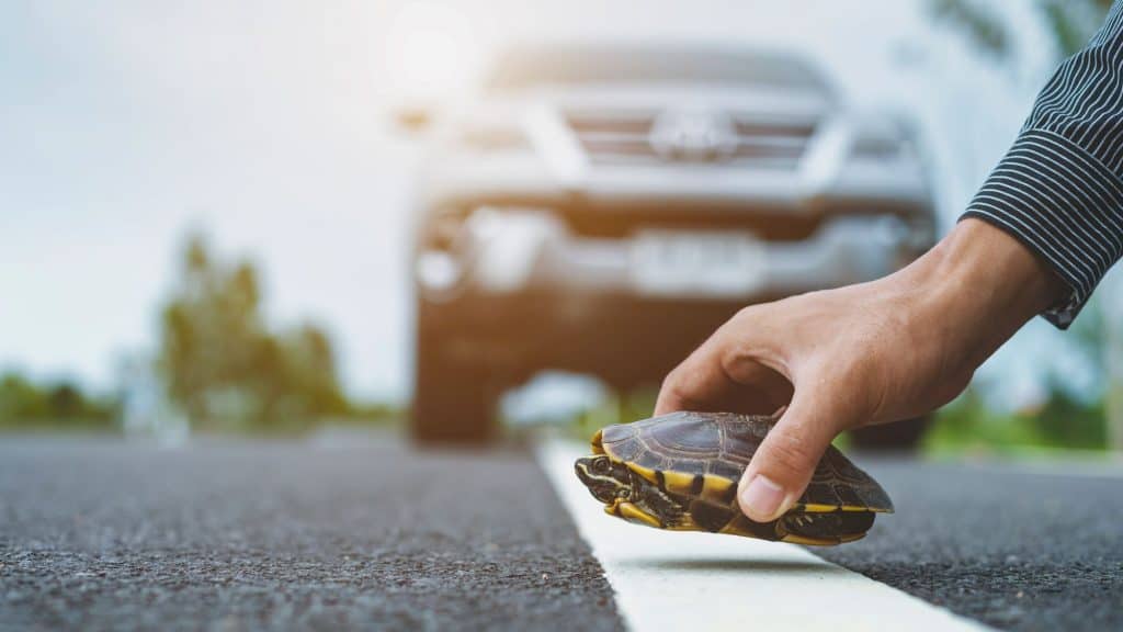 A person gently picks up a small turtle from the middle of a road to move it to safety, with a large SUV approaching in the blurred background.