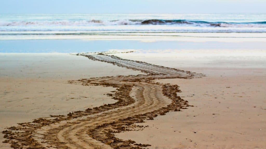 A winding set of turtle tracks is imprinted in wet sand, leading from the foreground toward gentle ocean waves in the background at dawn or dusk.