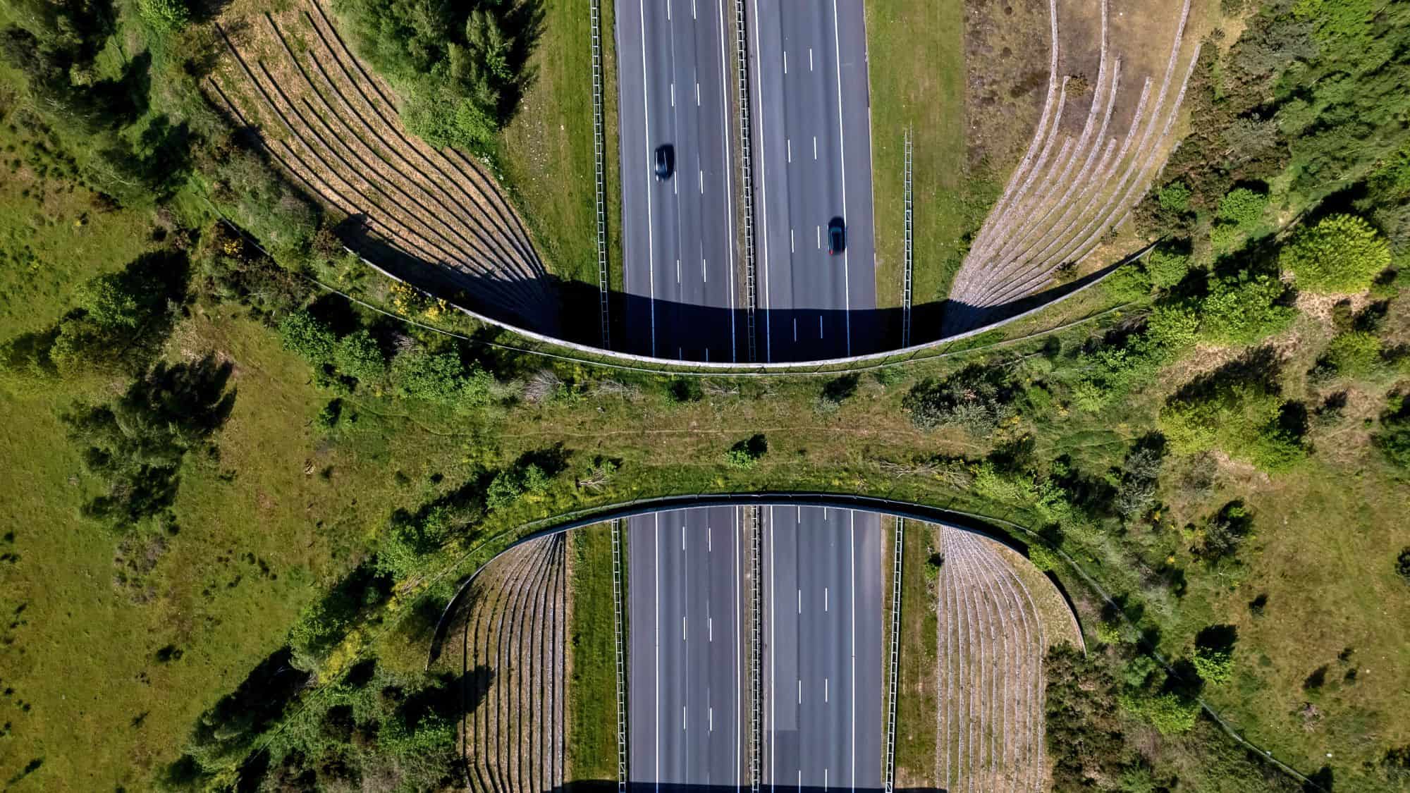 Aerial view of a green wildlife overpass stretching across a divided highway, seamlessly connecting patches of forest on either side for animal crossings.