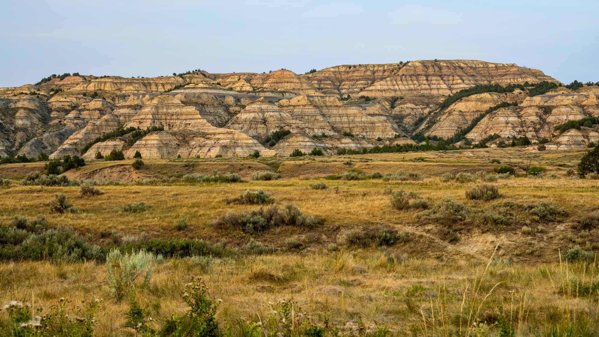 A panoramic view of the North Dakota badlands with dense vegetation and layered rock formations, seen from a grassy hilltop dotted with shrubs.
