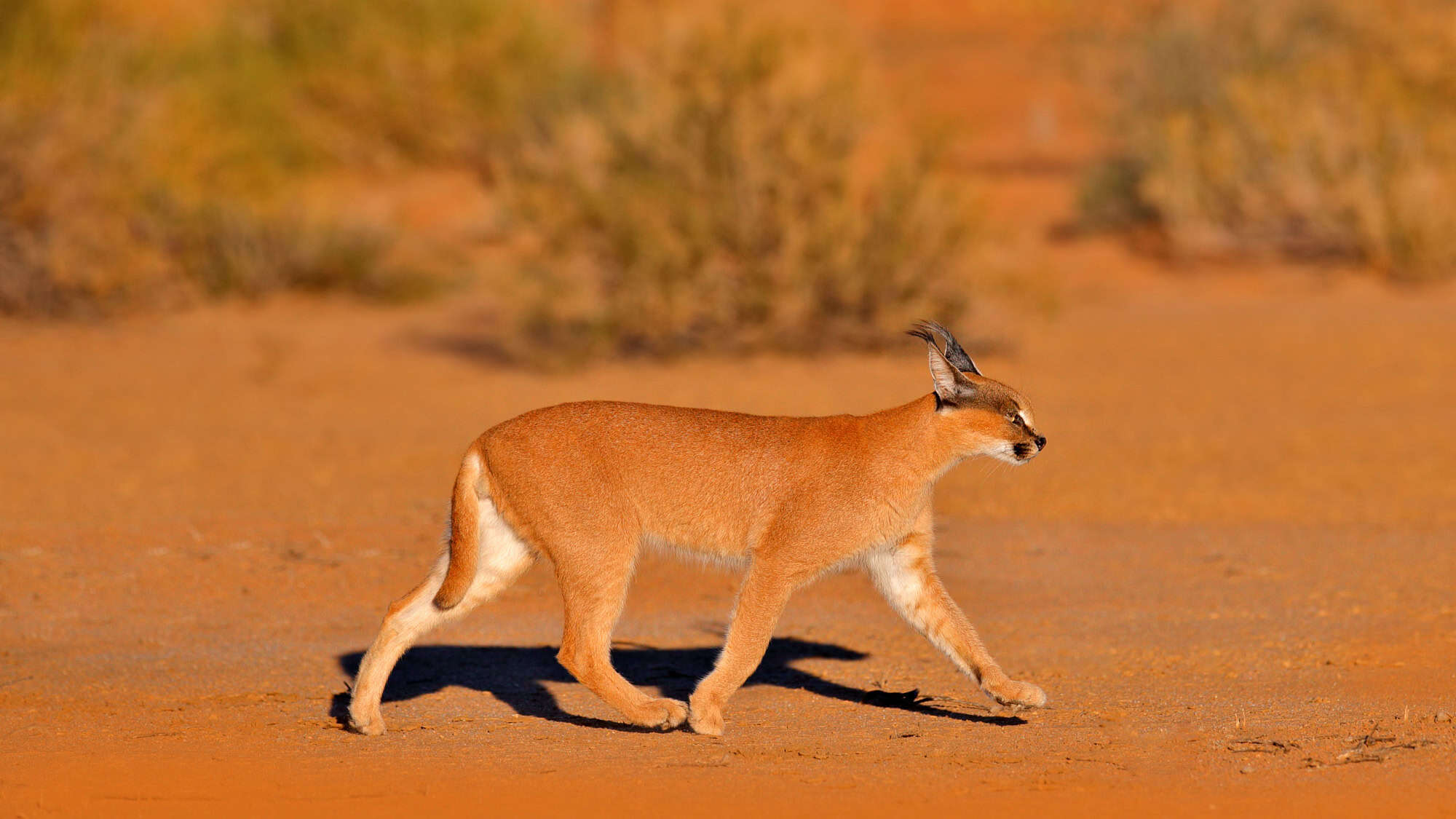 A sleek caracal with reddish-brown fur and black-tufted ears walks across a sandy desert landscape. Its body is tense and alert, with tall grasses blurred in the distance.