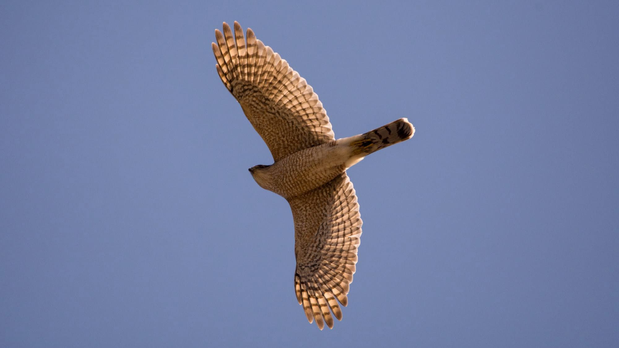 A Cooper’s hawk soars against a clear blue sky, wings spread wide, showing off detailed feather patterns and a fanned tail.