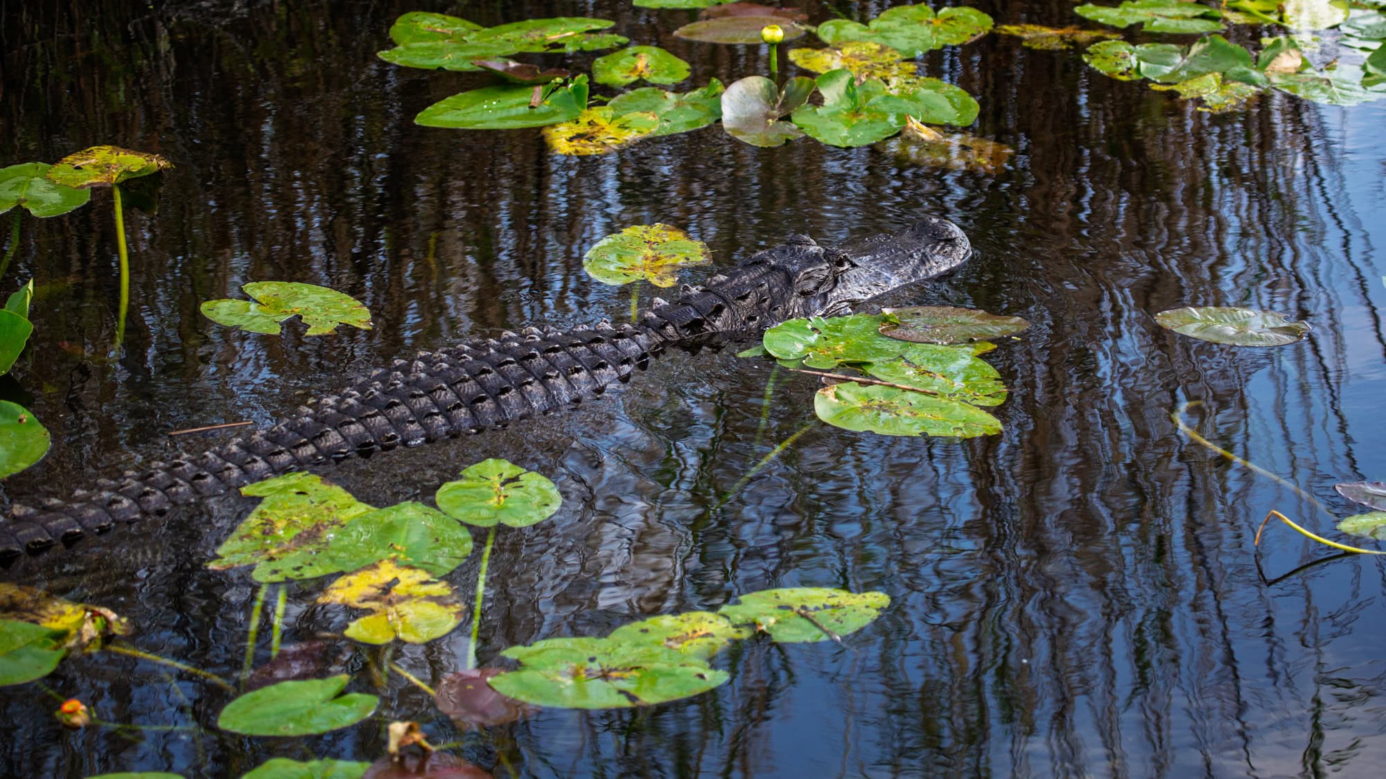 An alligator glides through still water in Everglades National Park, partially submerged among lily pads and reflections of tall grasses.