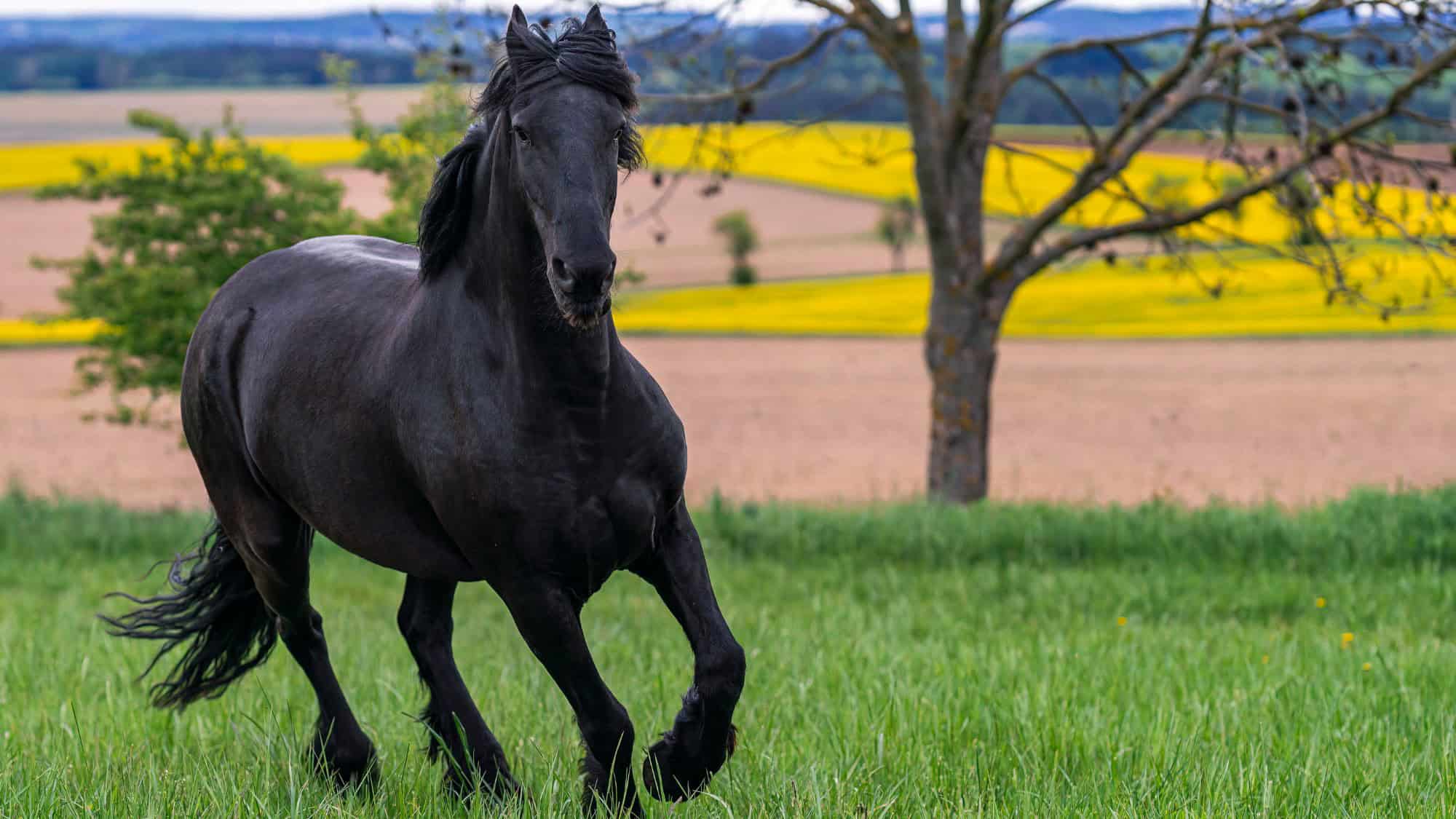 A powerful black Friesian horse gallops through a green grassy meadow with wind-swept mane and tail. In the background, fields of yellow and brown roll gently beneath a cloudy sky.