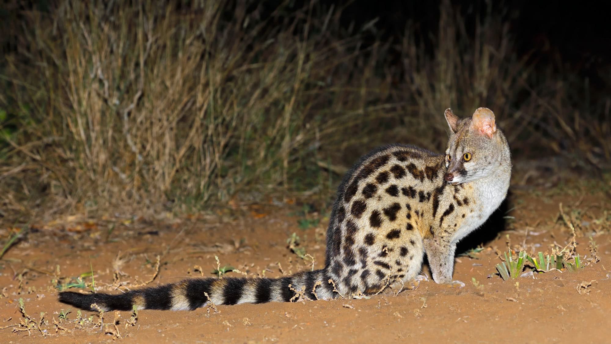 A small spotted genet with large golden eyes and a banded tail sits on dry ground at night. It's illuminated by flash, with tall grasses dimly visible behind it.