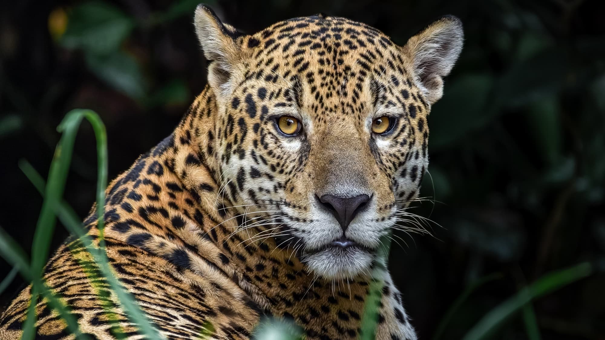 A powerful jaguar with golden fur and black rosettes stares intently while standing among dense, shadowy jungle foliage, partially illuminated by filtered light.