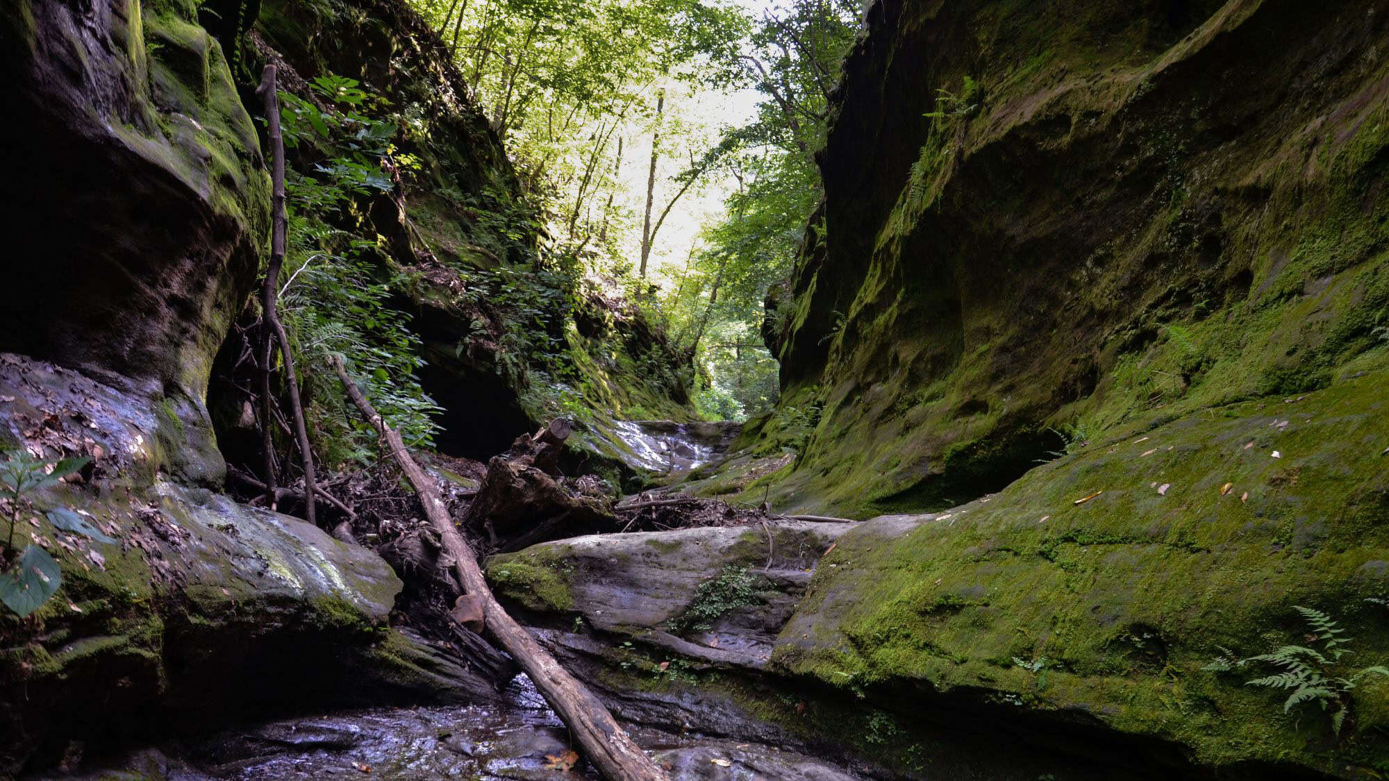 A narrow, lush canyon with steep moss-covered rock walls and a trickling creek running through fallen logs and rocks under a canopy of green trees. The scene is shaded and serene, evoking a hidden forest trail.