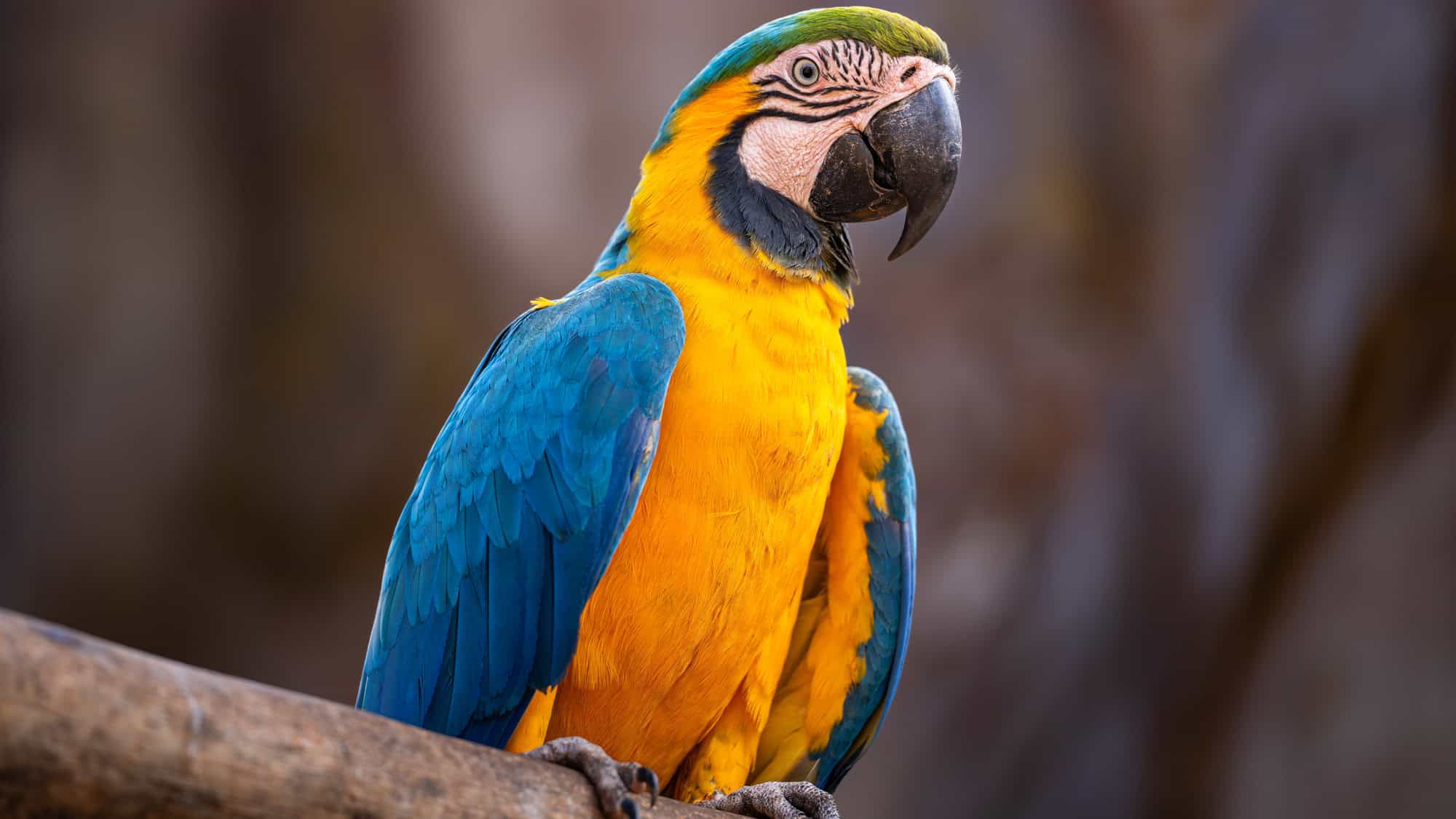 A brilliantly colored macaw with blue, green, and red feathers opens its beak in mid-squawk, perched against a backdrop of blurred jungle greens.