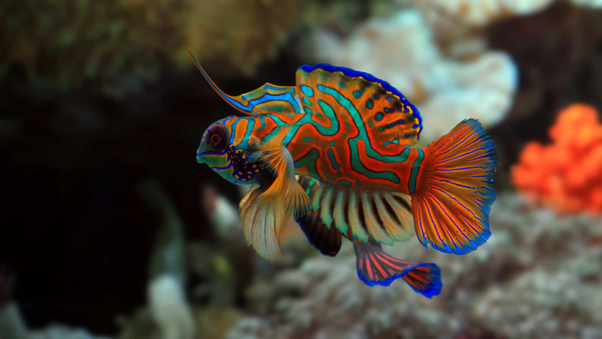 A vividly colored mandarin fish swims against a dark, blurry underwater backdrop. Its electric blue, orange, and green patterns swirl across its body and fins like a psychedelic painting.