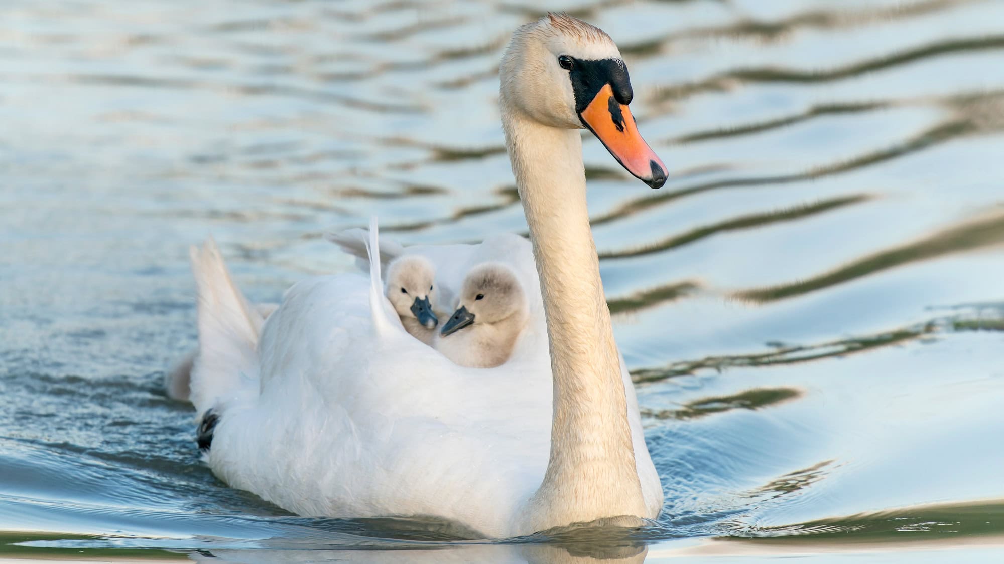 A graceful white mute swan glides across the water with two fluffy cygnets tucked into its back, peeking out over her feathers. The soft ripples in the water reflect the golden light, adding a gentle glow to the serene moment.
