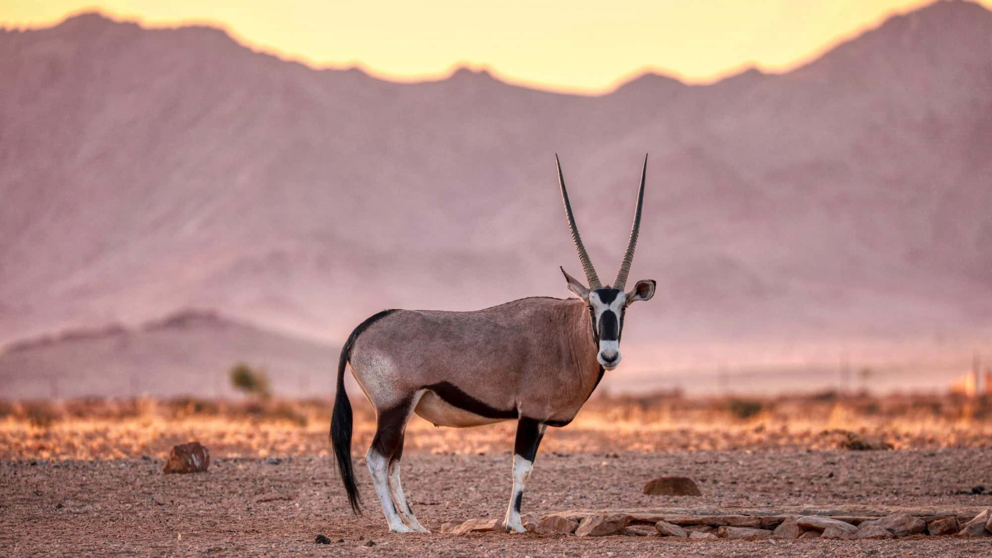 A lone oryx with long, straight horns stands alert on rocky desert ground, backed by softly lit mountains and a warm, peach-colored sky at sunset.