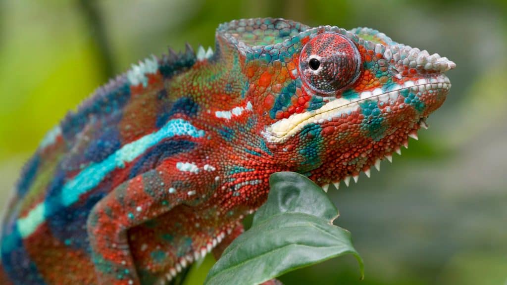 A vibrantly colored panther chameleon clings to a leaf, its textured scales showcasing a mix of red, turquoise, blue, and green hues with striking detail.