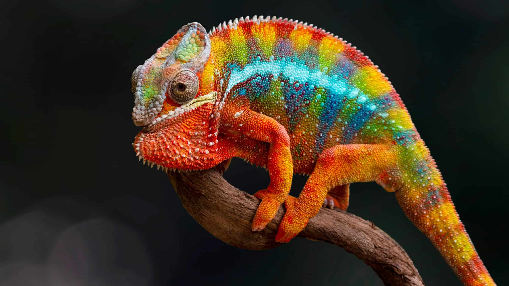 A vibrantly colored panther chameleon clings to a small branch, showcasing a mix of red, turquoise, blue, and green hues with striking detail.