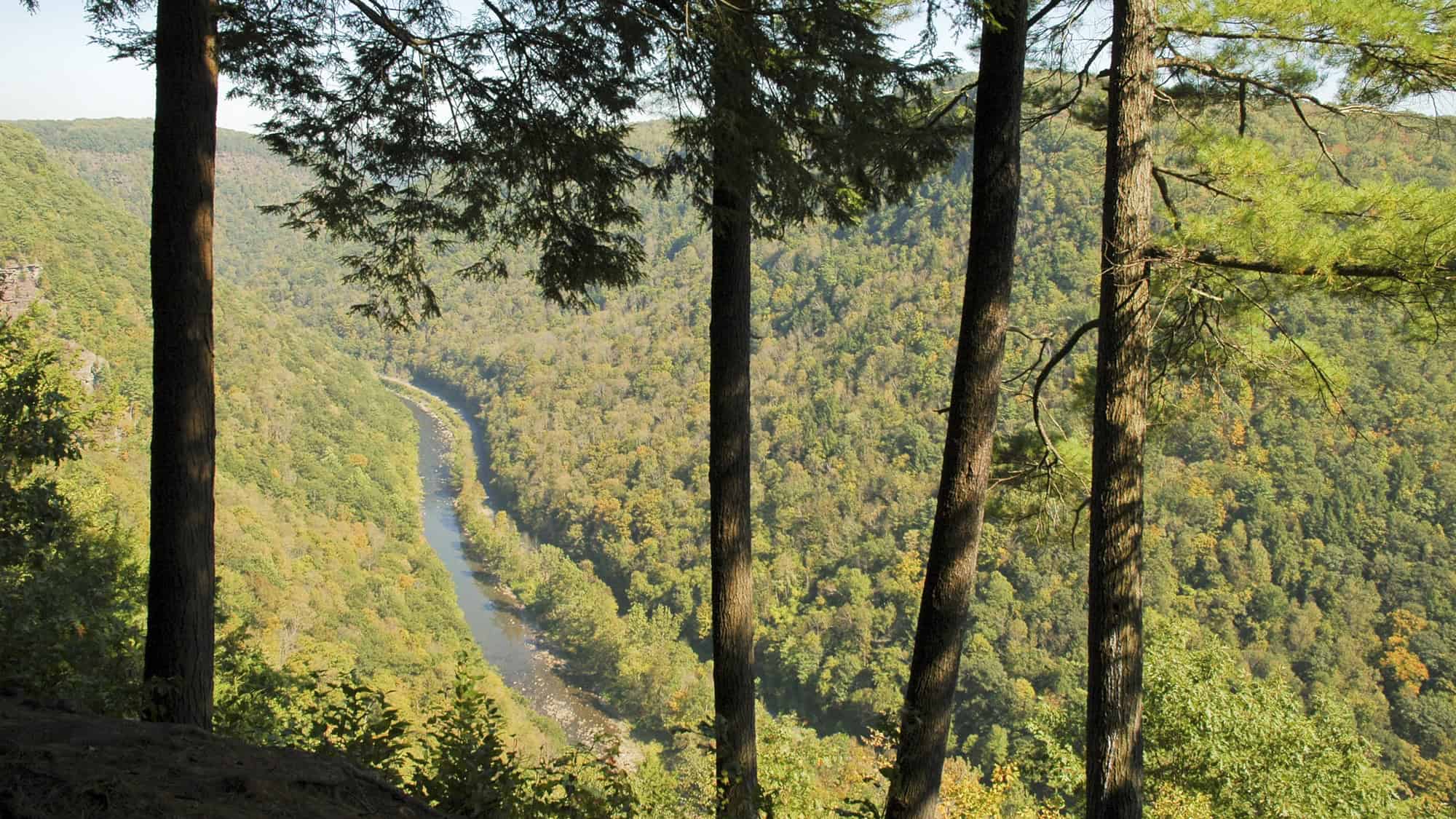 A scenic overlook of the Pine Creek Gorge, framed by tall pine trees in the foreground and rolling hills of dense forest with a winding river cutting through the valley. The view stretches far into a hazy distance, bathed in natural sunlight.