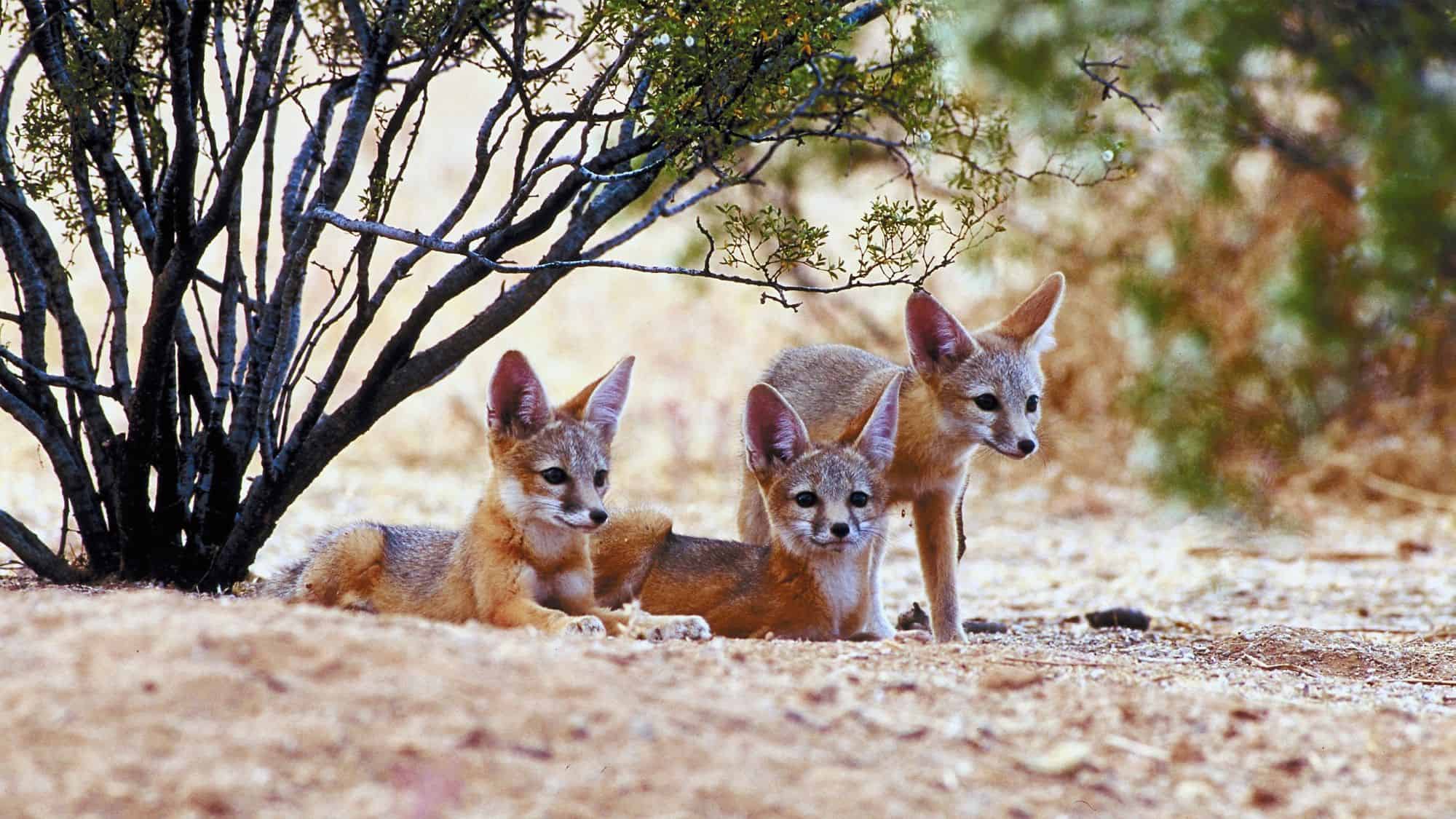 three small san joaquin kit foxes sit near a bush in the desert. 