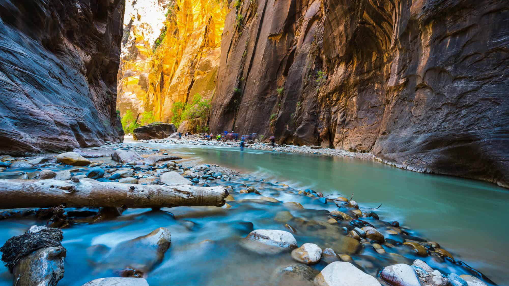 A vibrant shot of Zion's famous Narrows, where towering golden and rust-colored canyon walls rise beside a turquoise-blue river filled with smooth rocks. Hikers are visible in the distance wading through the water, adding scale to the majestic scene.