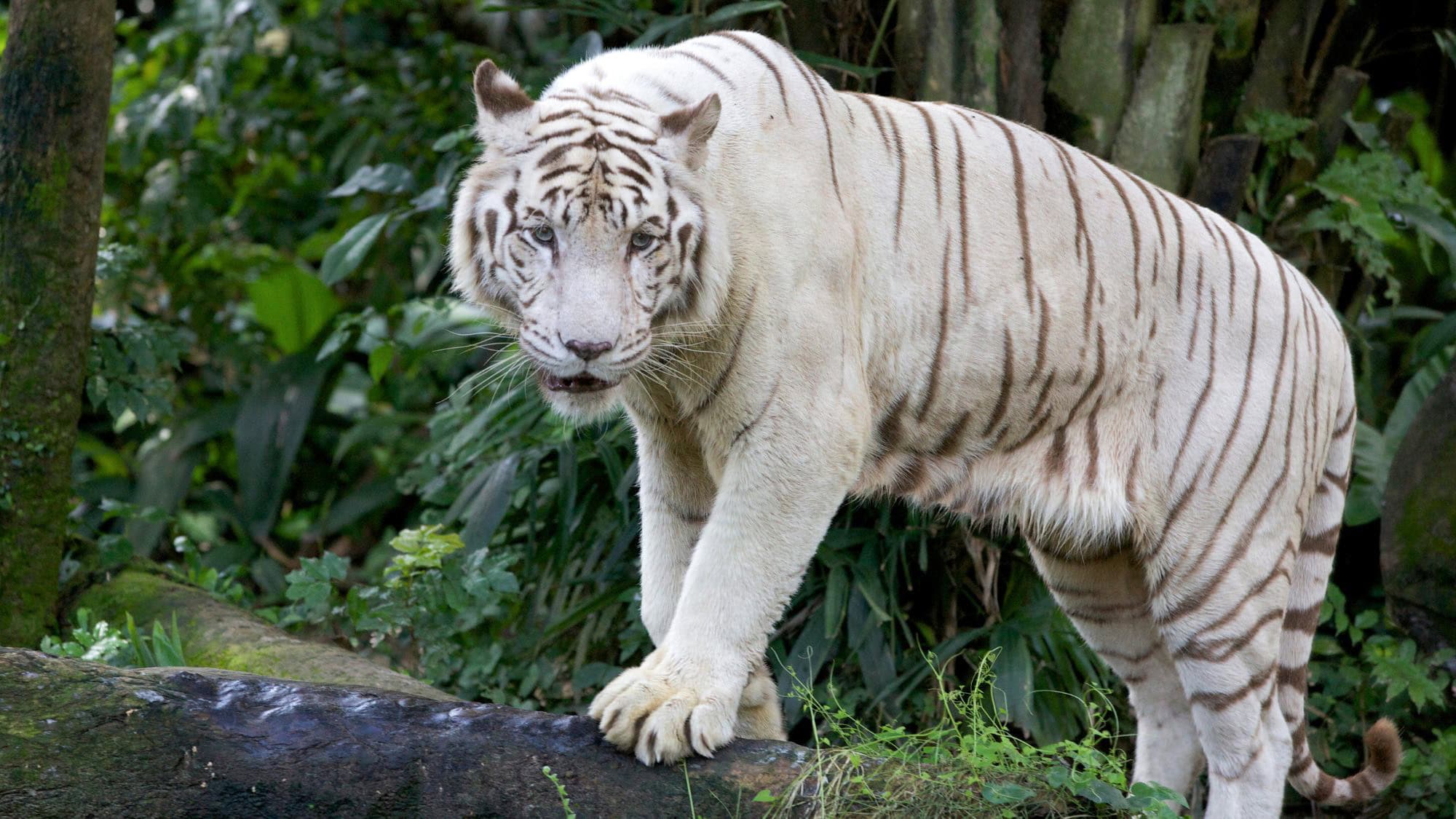 A striking white Bengal tiger with pale stripes steps across a mossy log in a dense forest. Its piercing blue eyes lock forward in a calm but commanding gaze.