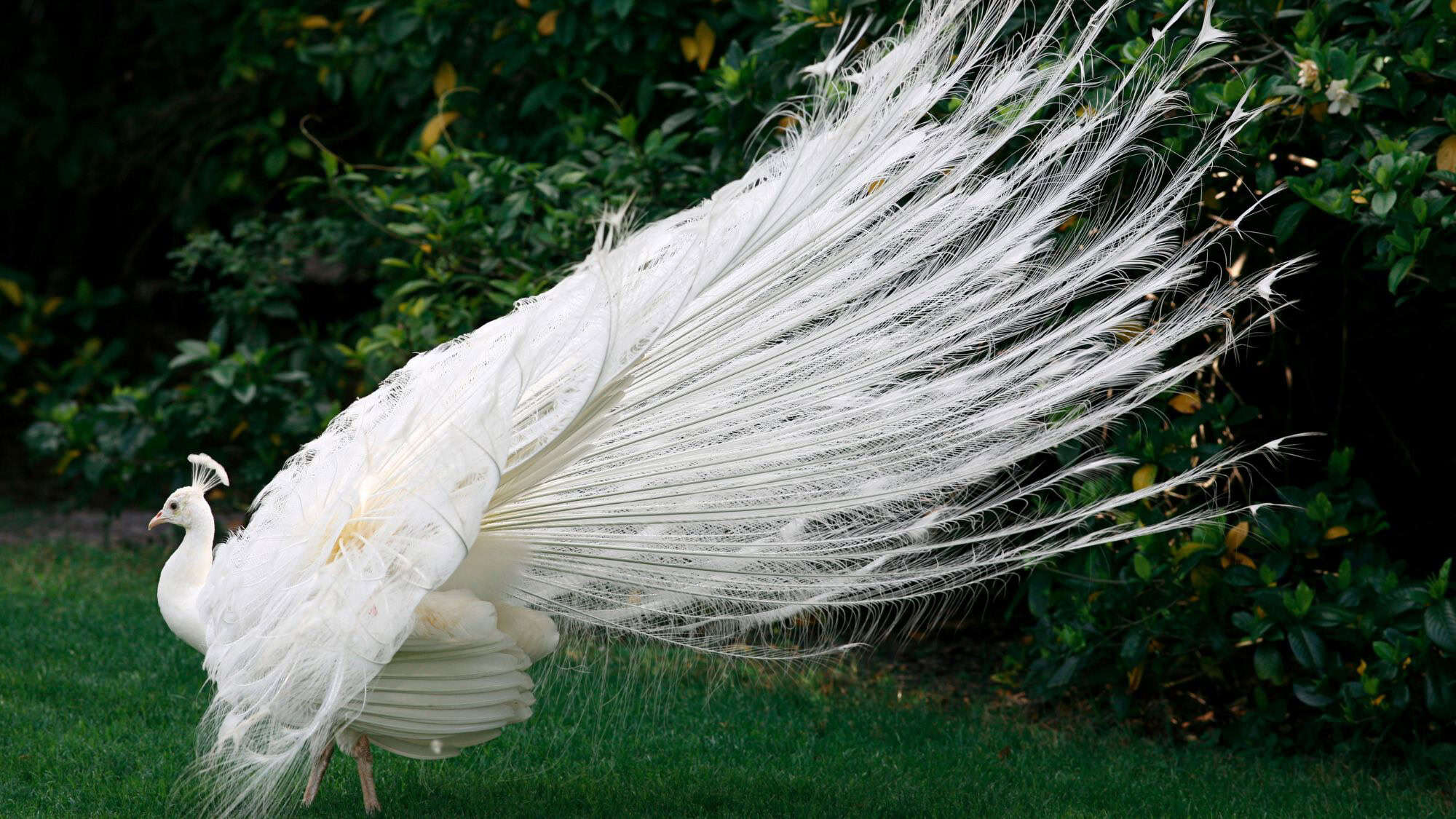 An albino peacock fans out its massive white tail feathers in a dramatic display against a backdrop of green shrubs. The delicate feather filaments shimmer slightly in the daylight.