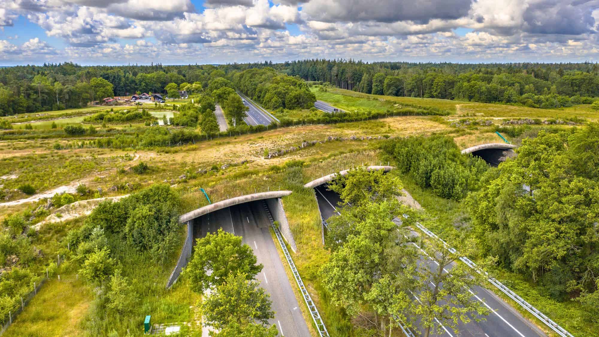 A wide grassy bridge designed for wildlife spans a multi-lane road in a lush, tree-dense area near Dwingelderveld National Park, blending naturally into the landscape.