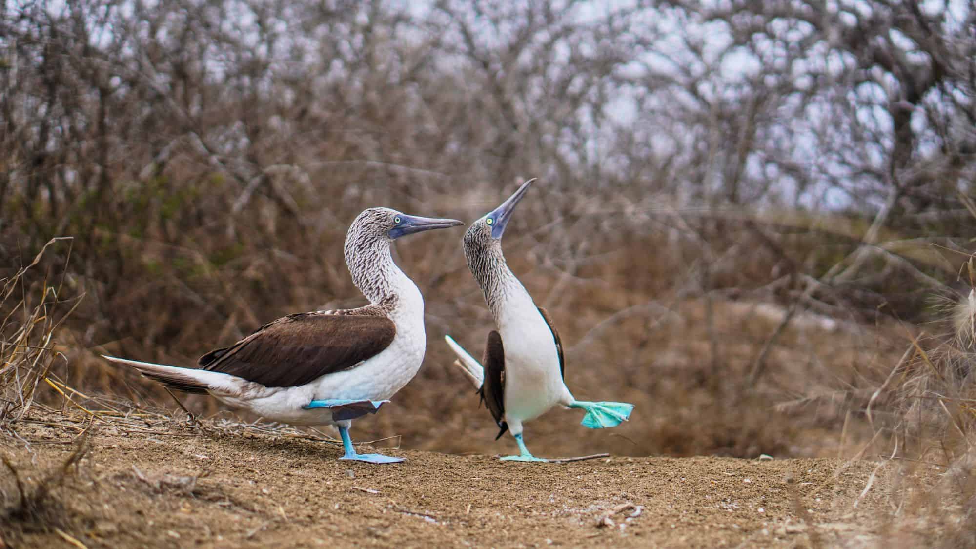 Two blue-footed boobies stand on sandy ground amid dry brush, with one bird mid-step in a mating display, showing off its vibrant turquoise feet.