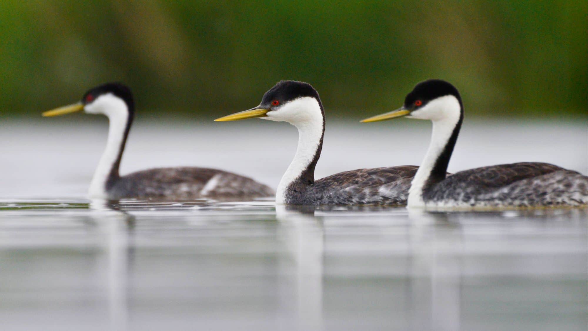 Three Western Grebes glide in a tight line across calm water, their long necks and sharp yellow bills reflected on the glassy surface.