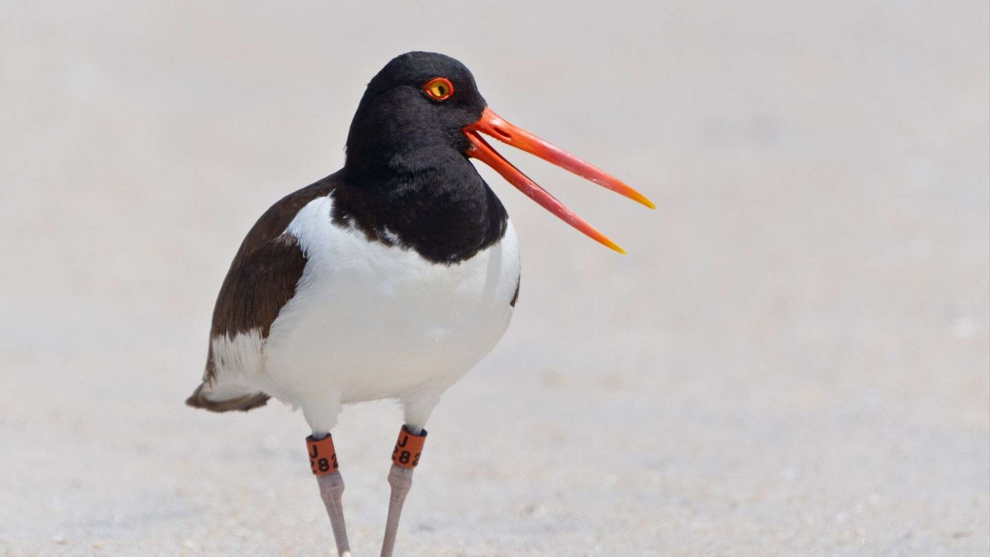 An American Oystercatcher with striking black-and-white plumage and a vivid orange beak stands on sandy ground, its mouth open mid-call and orange leg bands visible.