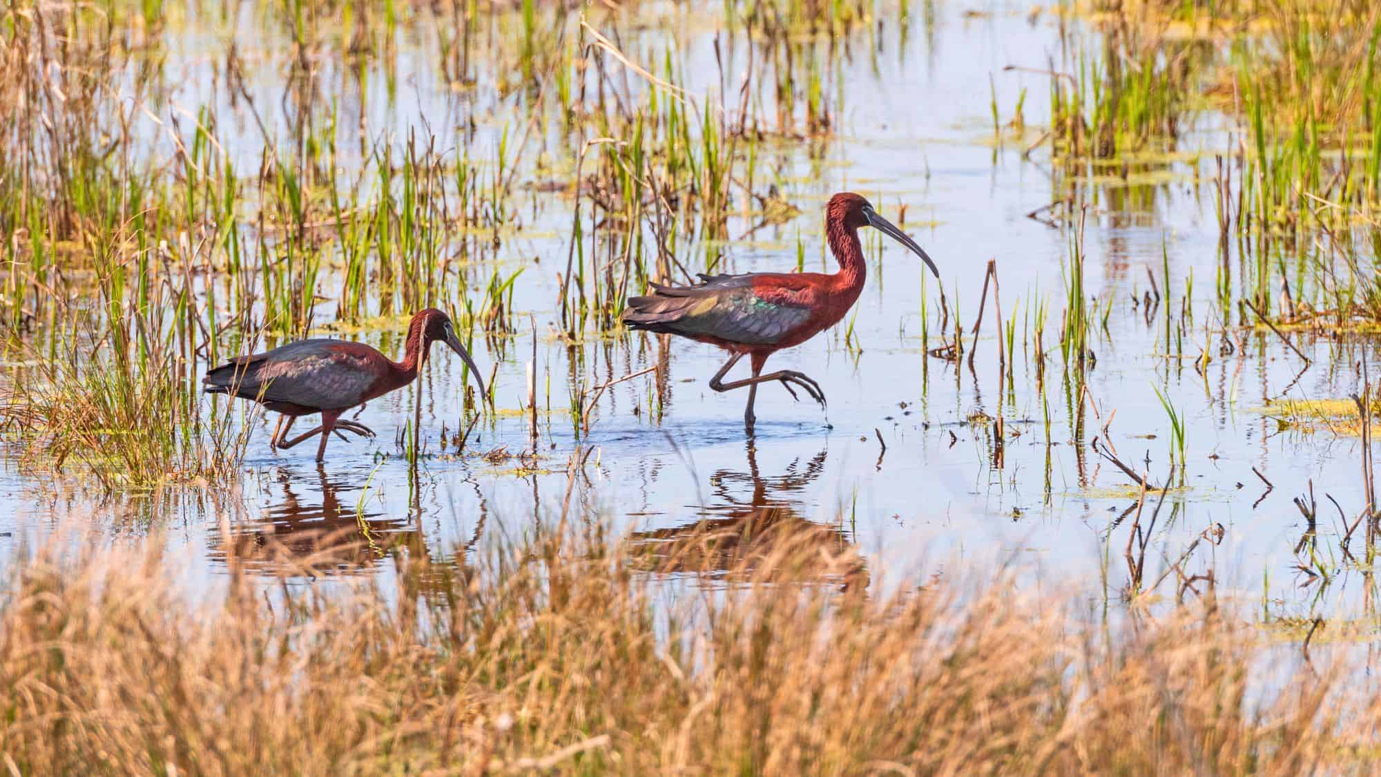 Two glossy ibises with iridescent chestnut and green plumage wade through a shallow marsh, surrounded by tall grass and water plants.