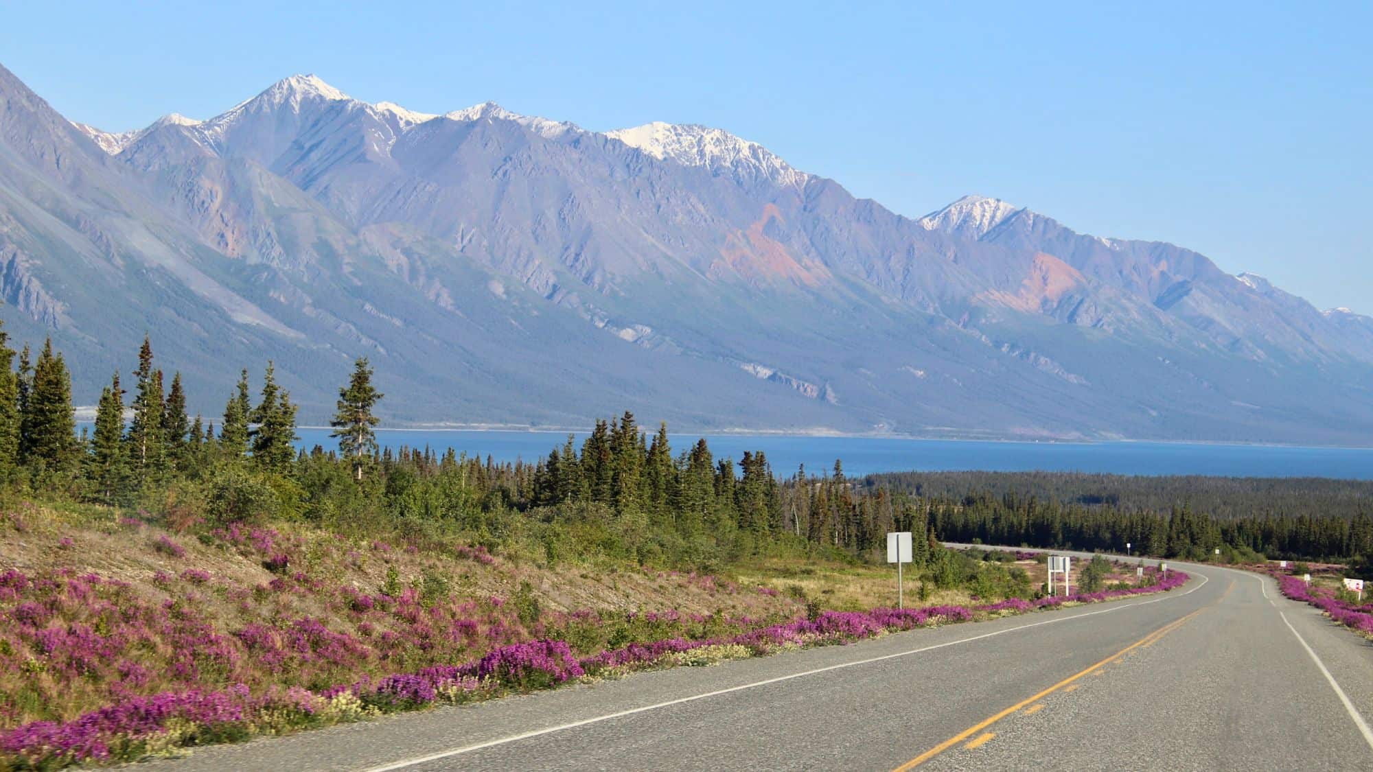 A winding road lined with blooming purple wildflowers leads toward a vast lake and a dramatic mountain range with snow-capped peaks, showcasing the stunning natural beauty of Destruction Bay in the Yukon.