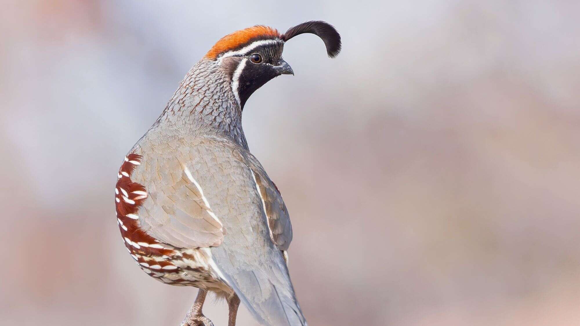 A close-up of a Gambel’s quail showing its distinct curled black plume, chestnut cap, and finely patterned feathers as it perches alertly.