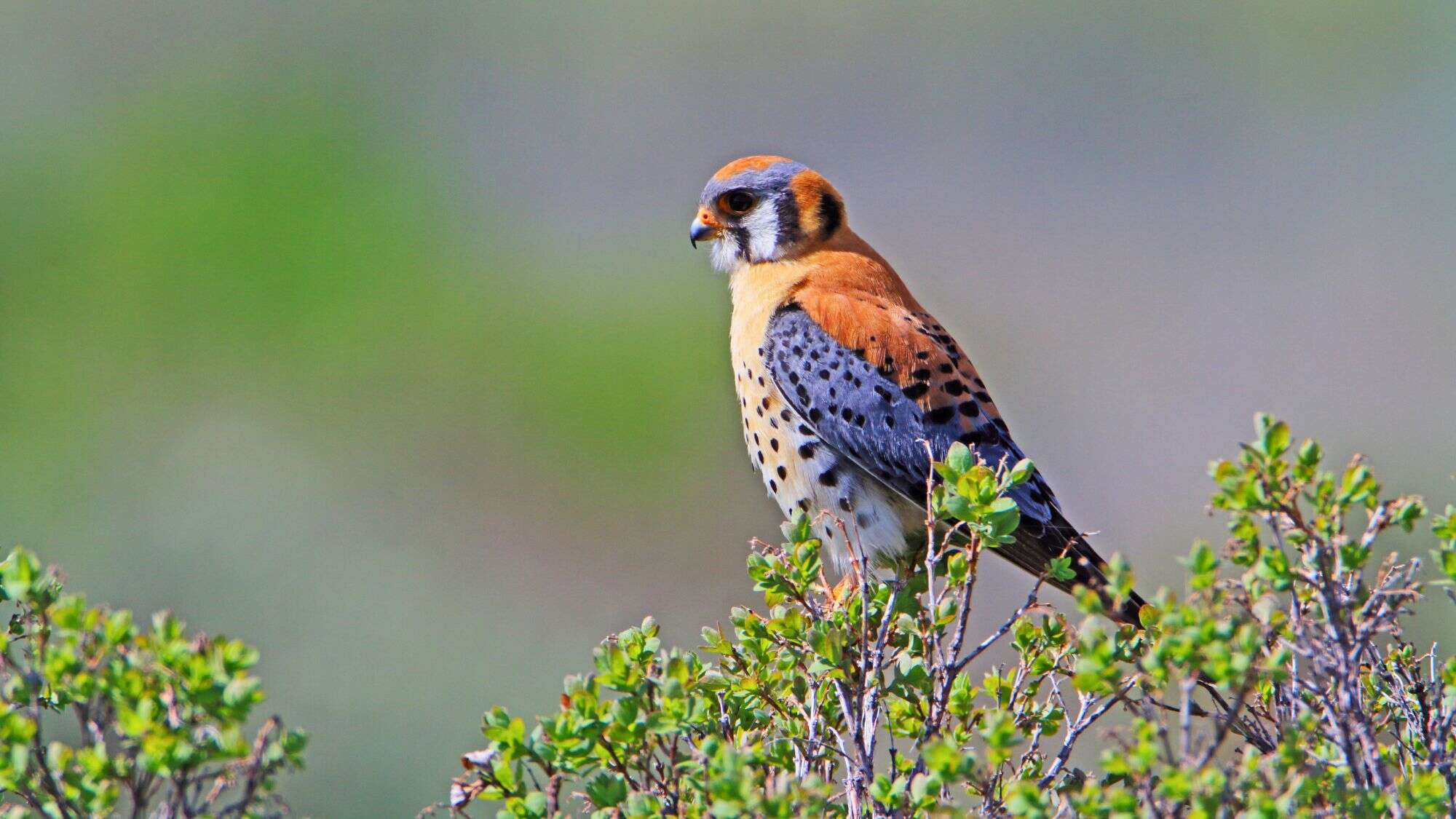 A vibrant American kestrel, North America's smallest falcon, perches on a leafy shrub, showing off its rusty back and blue-gray wings with black spots.