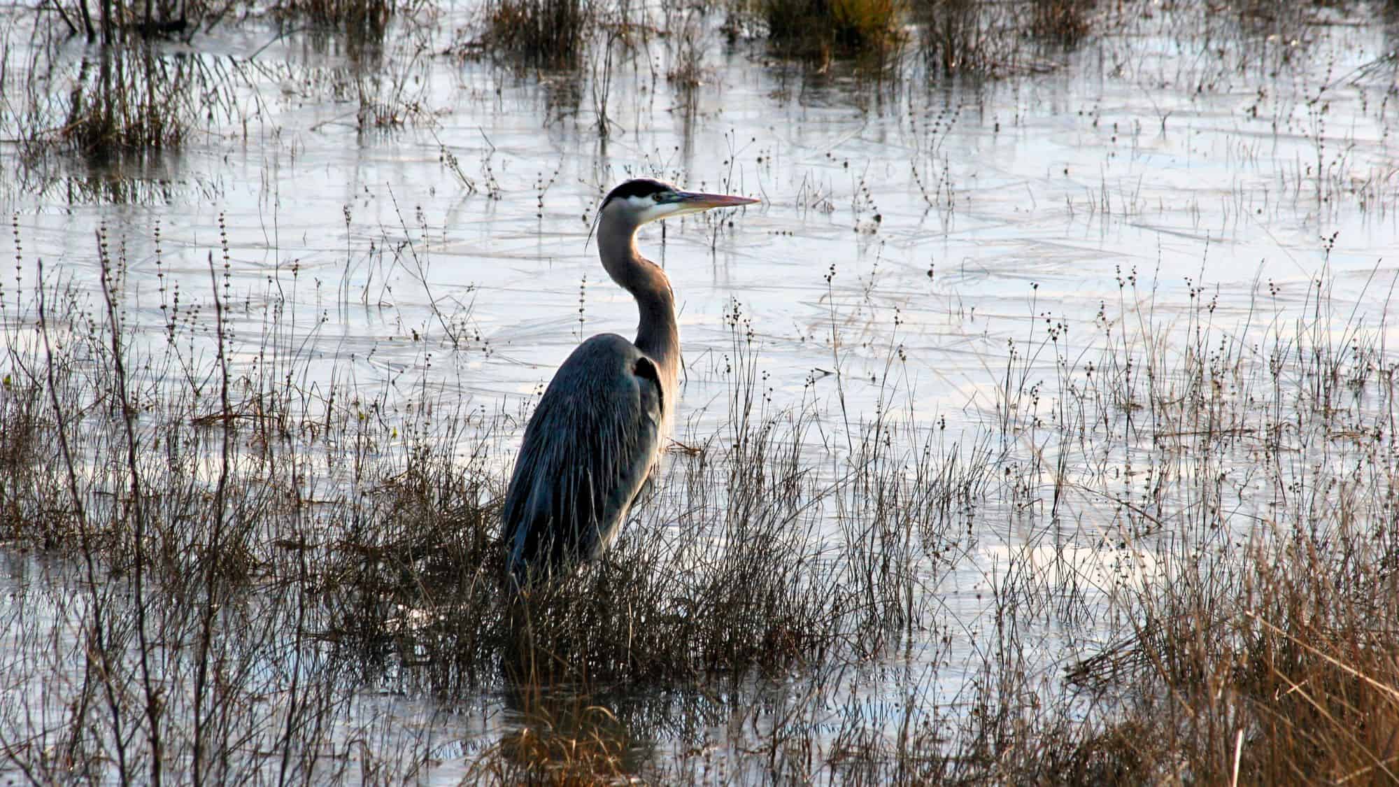 A solitary great blue heron stands motionless in a quiet, reflective marsh, partially surrounded by dried grasses and calm water.