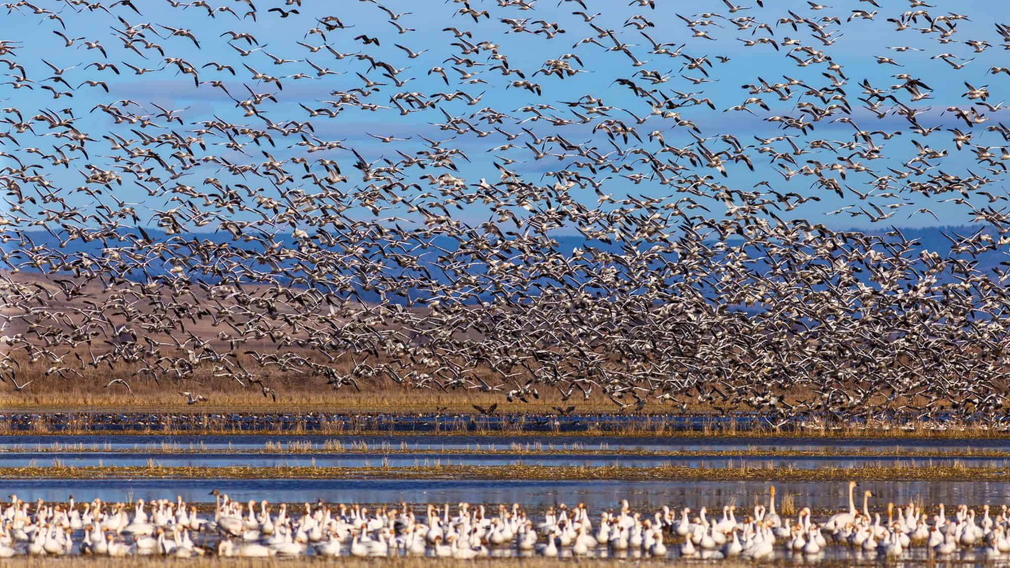 A spectacular moment as thousands of snow geese lift off in synchronized flight above wetlands, with more geese still floating below.